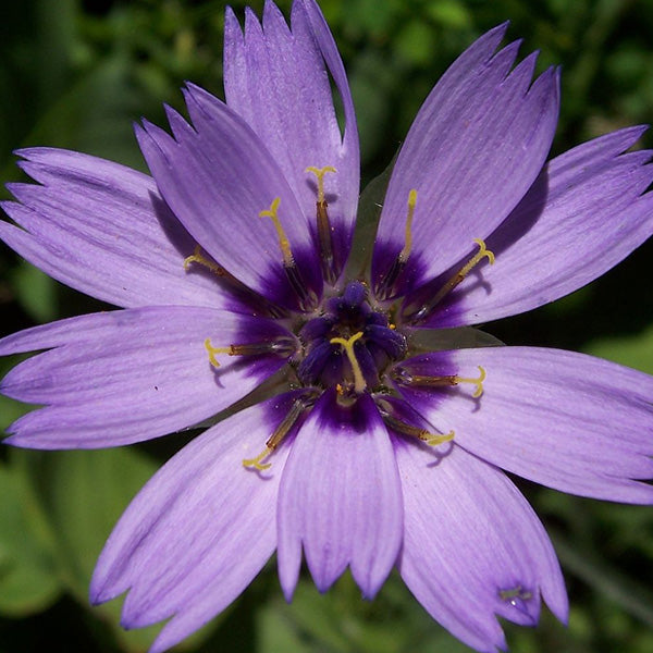 Catananche caerulea