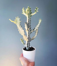 Euphorbia lactea White Ghost - Euphorbia