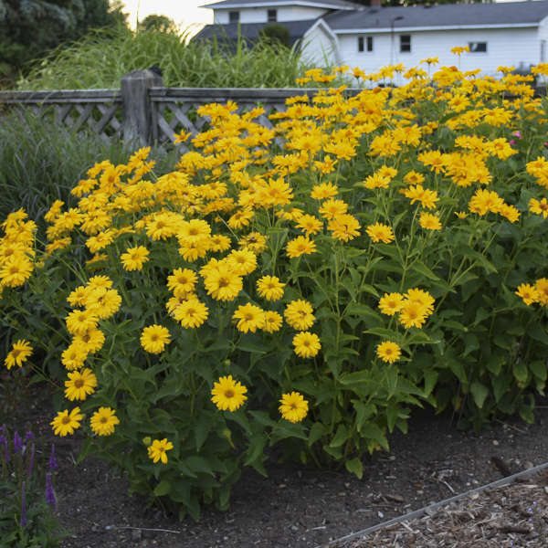 Heliopsis helianthoides ‘Summer Sun'