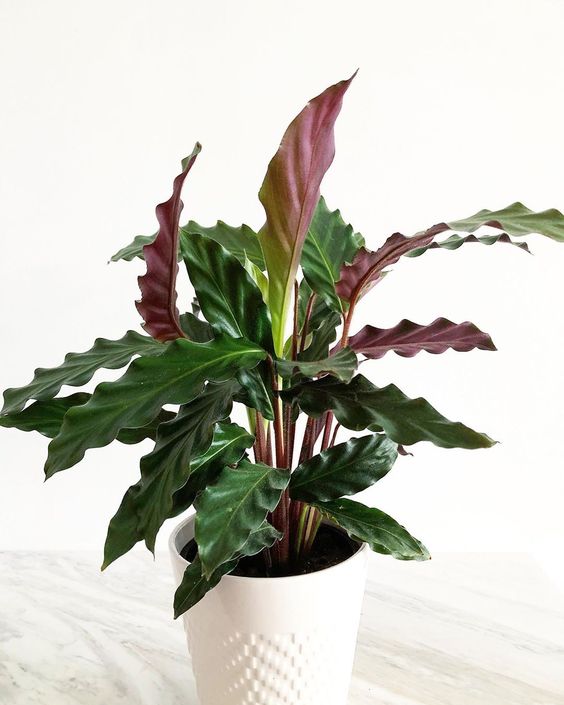 Calathea rufibarba