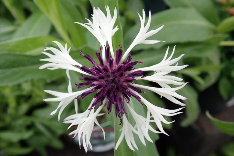 Centaurea Amethys in snow