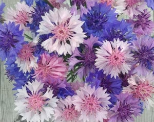 Seed - Cornflower - Portage Seeds