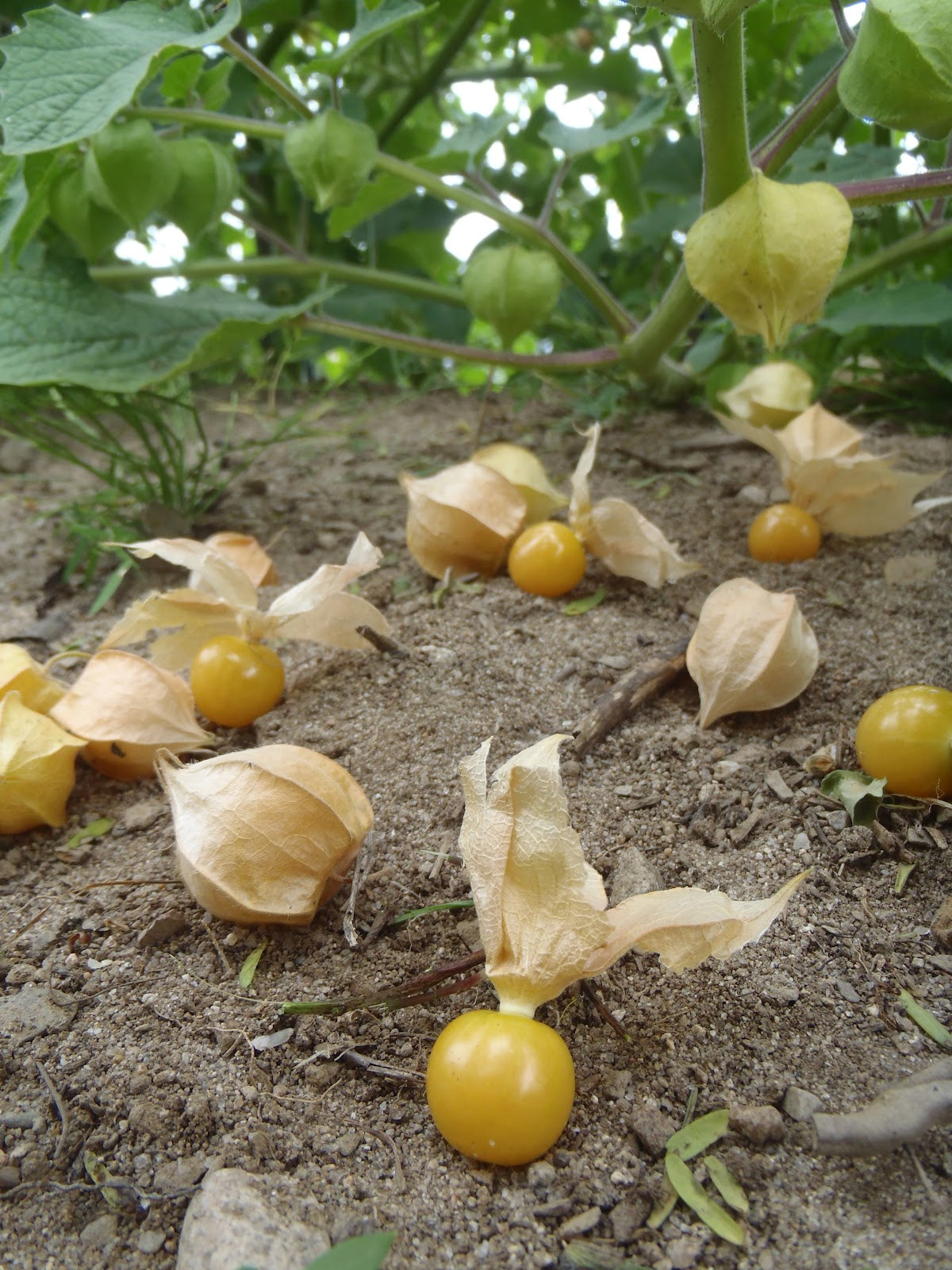 Sachet de semence - Cerises de terre Cossack Pineapple – Le Potager ornemental de Catherine