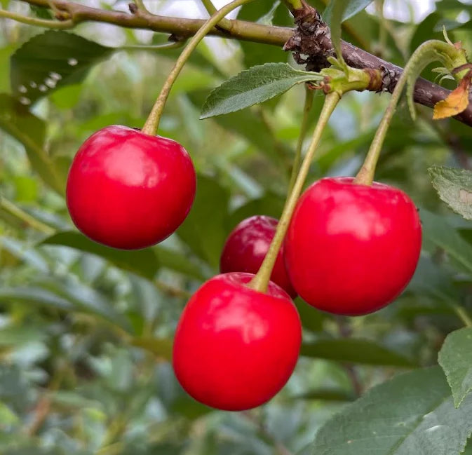 Prunus cerasus 3 dans/in 1 (Cerisier / Cherry)