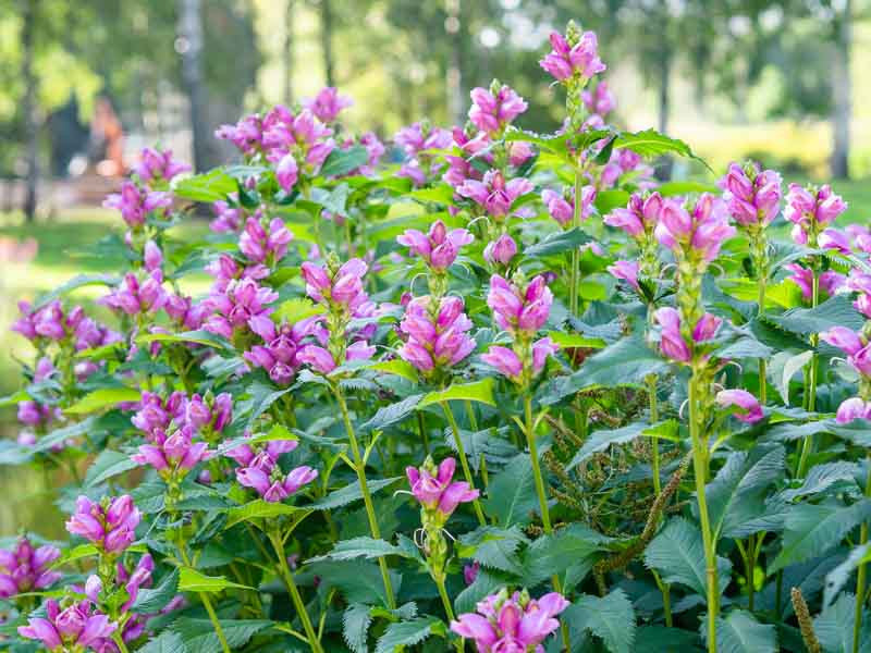 Chelone Obliqua