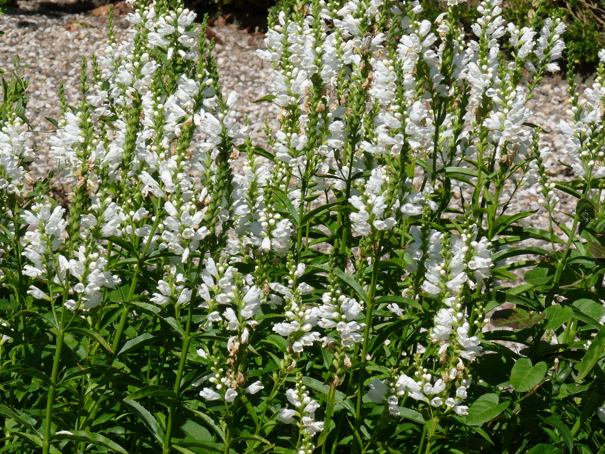 Chelone obliqua 'Alba'