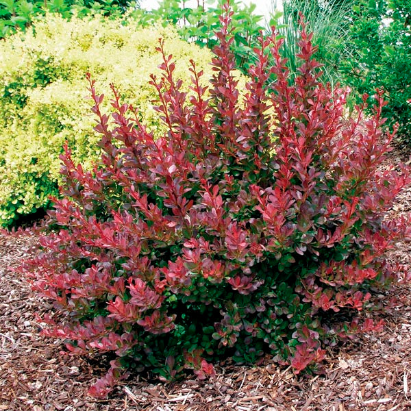Berberis Cherry Bomb