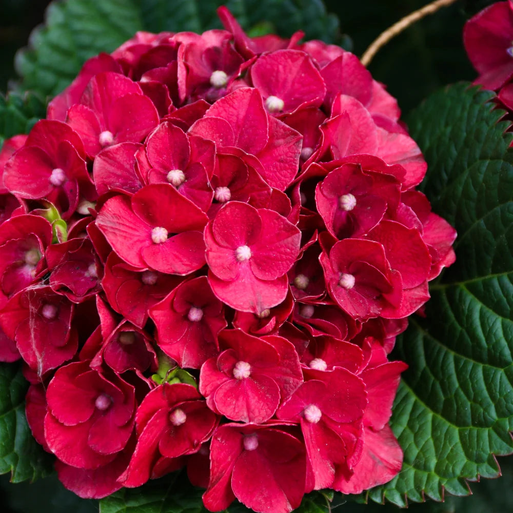 Hydrangea macrophylla Cherry Go Round