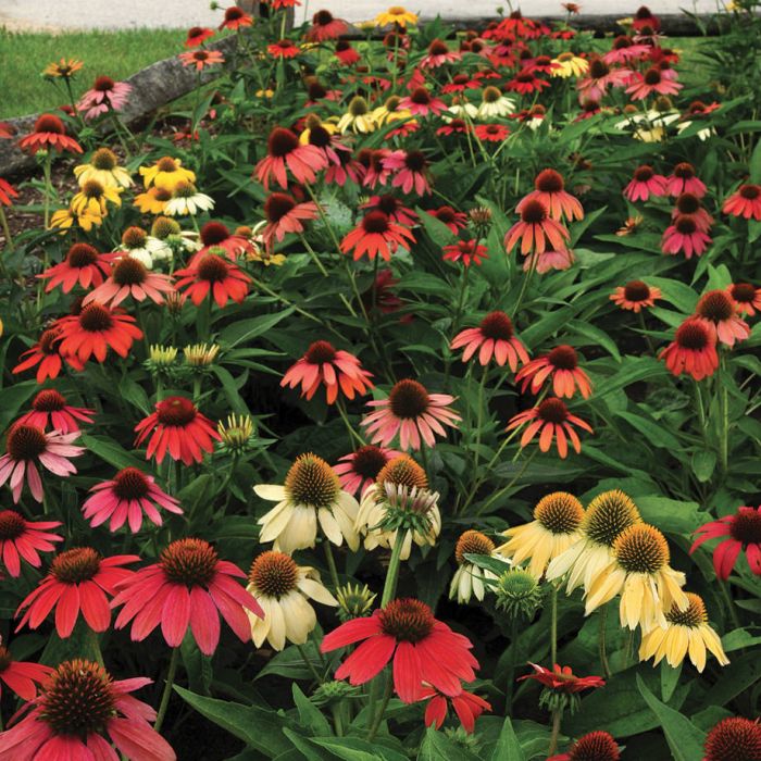 Echinacea 'Cheyenne Spirit'