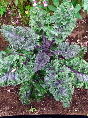 Seed - Kale 'Lacinato Rainbow' - Semences du Portage