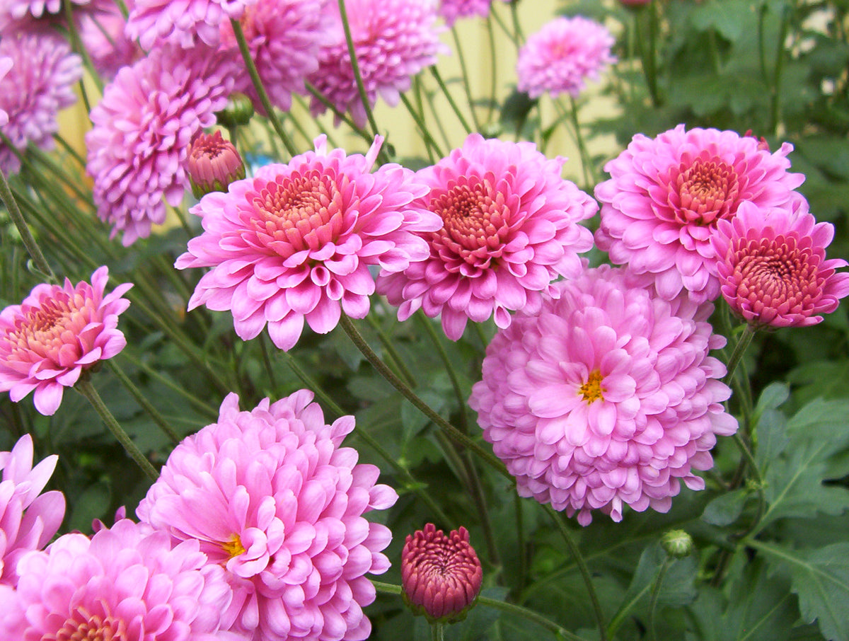 Chrysanthemum morifolium ‘Igloo' (rose) - vivace