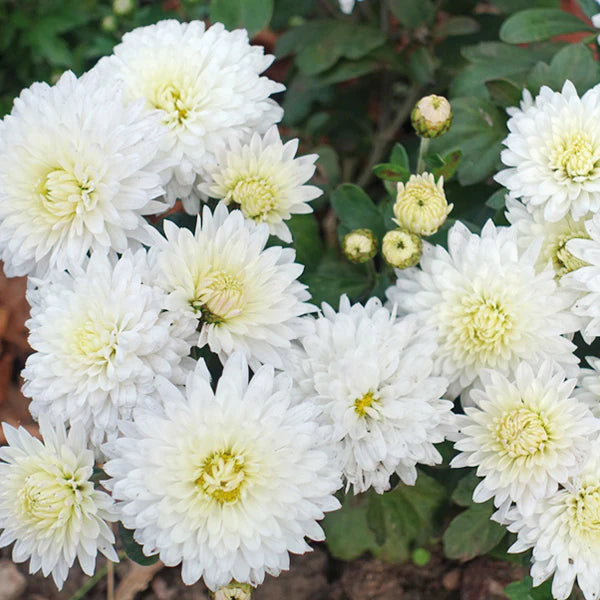 Chrysanthemum morifolium ‘Igloo' (blanc) - vivace
