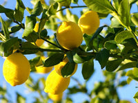 Citrus Lemon Bush 8” - citronnier