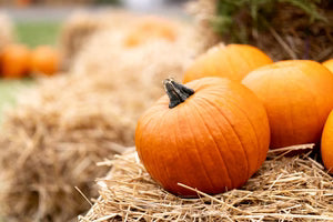 Seed - Small Sugar Pumpkin - Portage Seeds