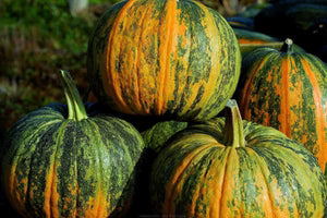 Seed - Styrian Hulless Pumpkin - Heritage seeds