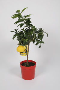 Pamplemoussier Ray ruby (Citrus maxima) - Citrus pamplemousse