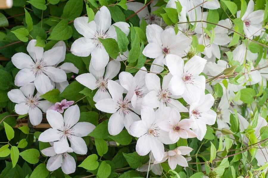 Clematis John Paul II - Clématite