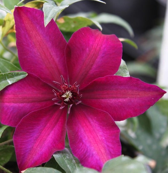 Clematis Huvi - clématite