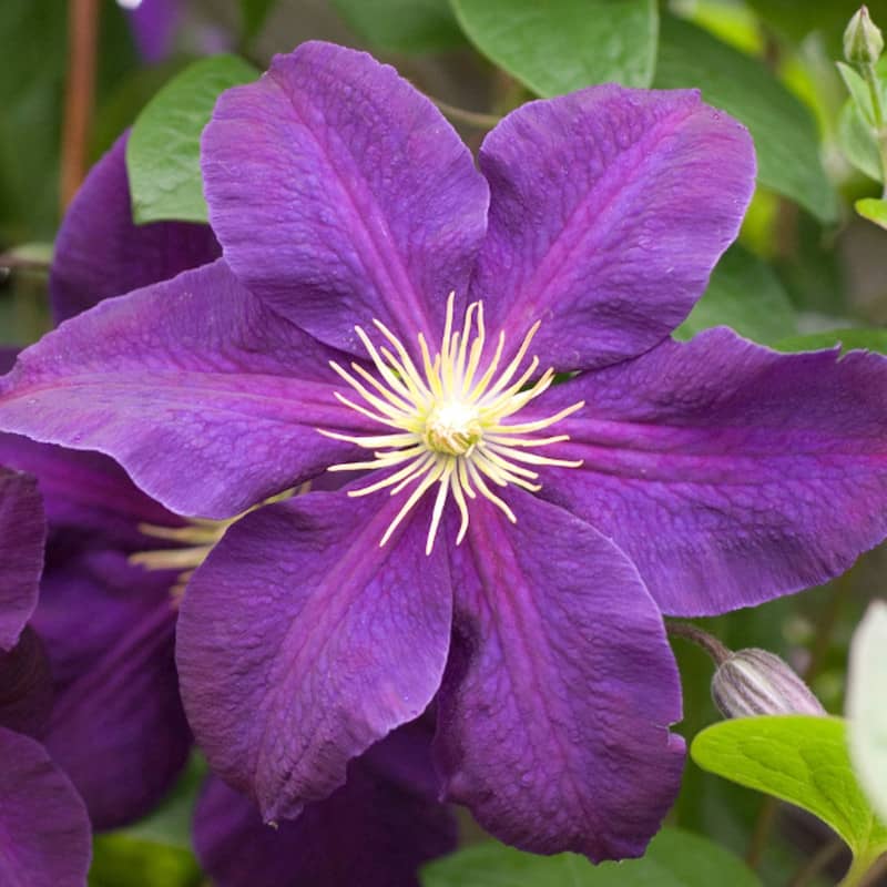 Clematis 'Jackmanii Superba' - Clématite