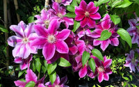 Clematis ' Kilian Donahue' - Clématite