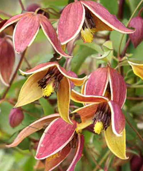 Clematis 'My Angel'