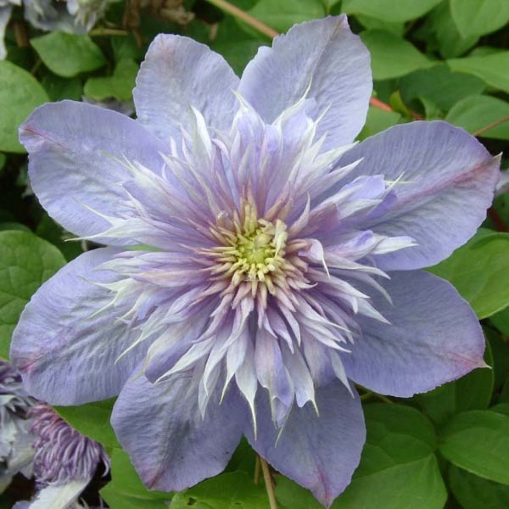 Clematis 'Blue light' - Clématite