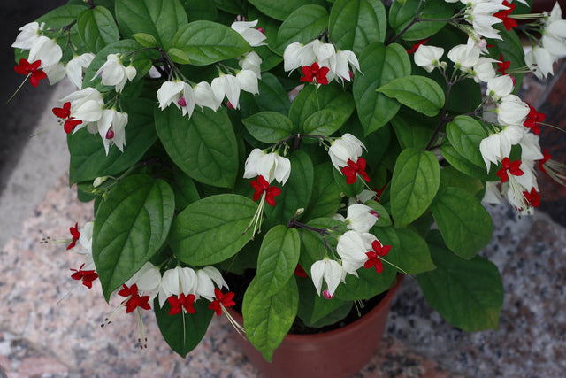 Clerodendrum - Assorted Clerodendrum
