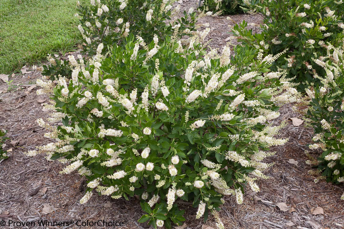 Clethra Vanilla Spice