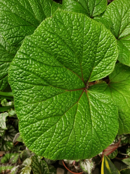 Begonia soli-mutata x Begonia reniformis - Begonia Boomer