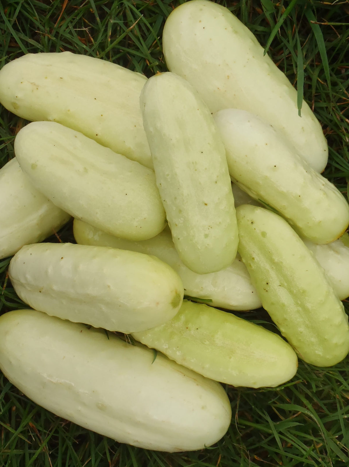 Sachet de semence - Concombre Boothby’s Blond – Le Potager ornemental de Catherine