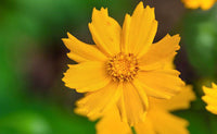 Coreopsis auriculata 'Nana'