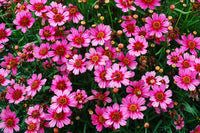 Coreopsis mix - Coréopsis