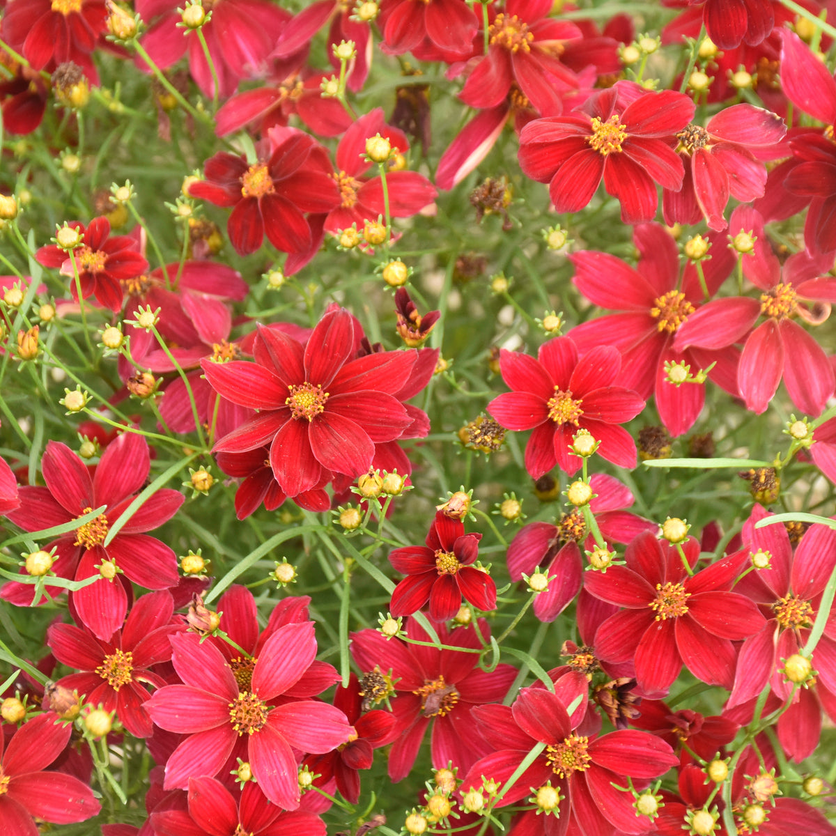 Coreopsis DESIGNER THREADS™ 'Scarlet Ribbons'
