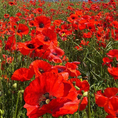 Corn Poppy - pavot