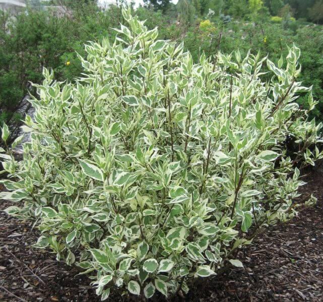 Cornus alba "Ivory Halo"