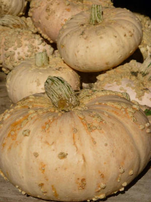 Seed - Eysines Warty Gourd - Portage Seeds