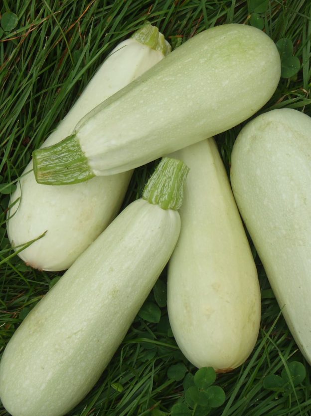Sachet de semence - Zucchini Lebanese Light Green – Le Potager ornemental de Catherine