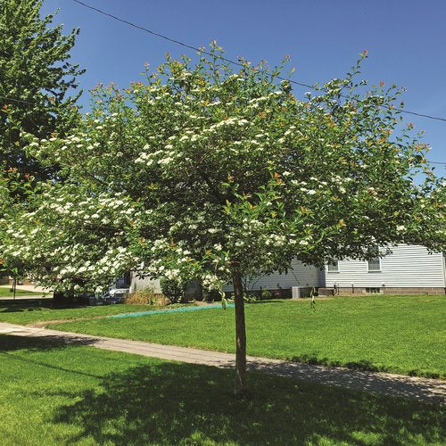 Crataegus - Crus-galli - Inermis