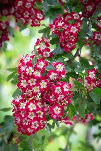 Crataegus laevigata ' Crimson cloud' - Superba (Aubépine)