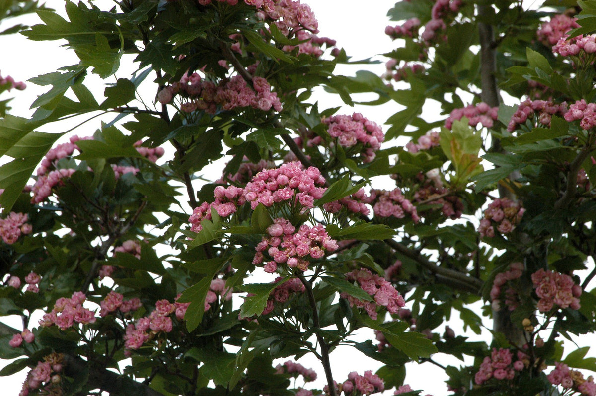 Crataegus Mordensis Toba