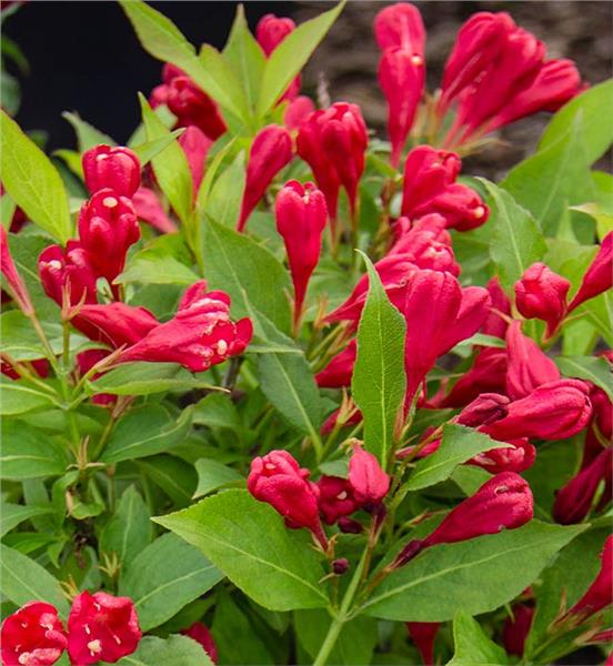 Weigela Crimson kisses