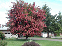 Crataegus laevigata 'Paul's Scarlet'