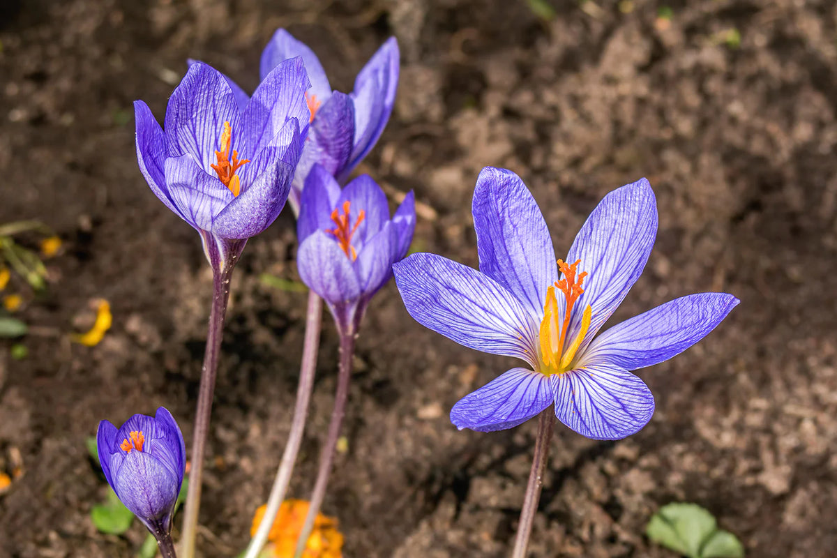 Bulbe d'automne - crocus FF Speciosus Tops