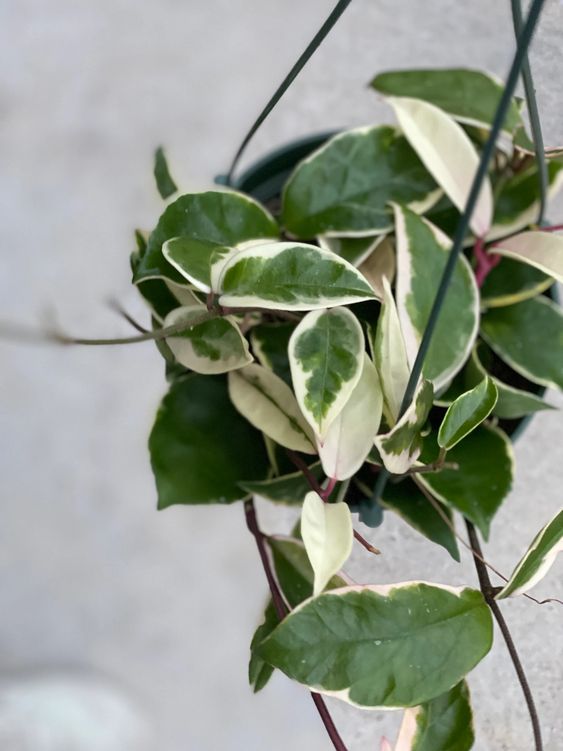 Hoya Krimson Queen