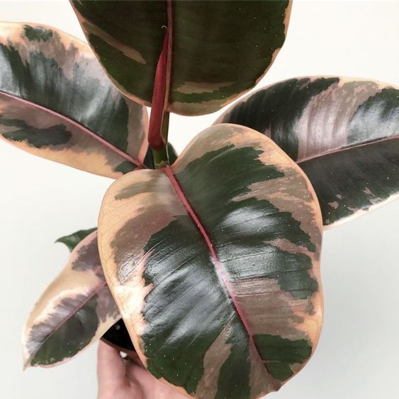 Ficus Elastica Ruby