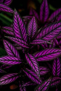 Strobilanthes Persian shield