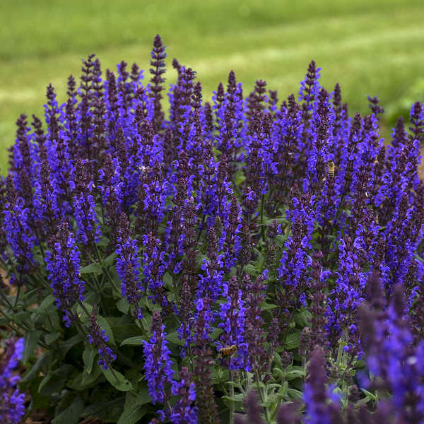 Salvia 'Bubbleblue' - Sauge