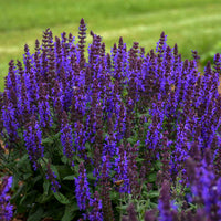 Salvia 'Bubbleblue' - Sauge