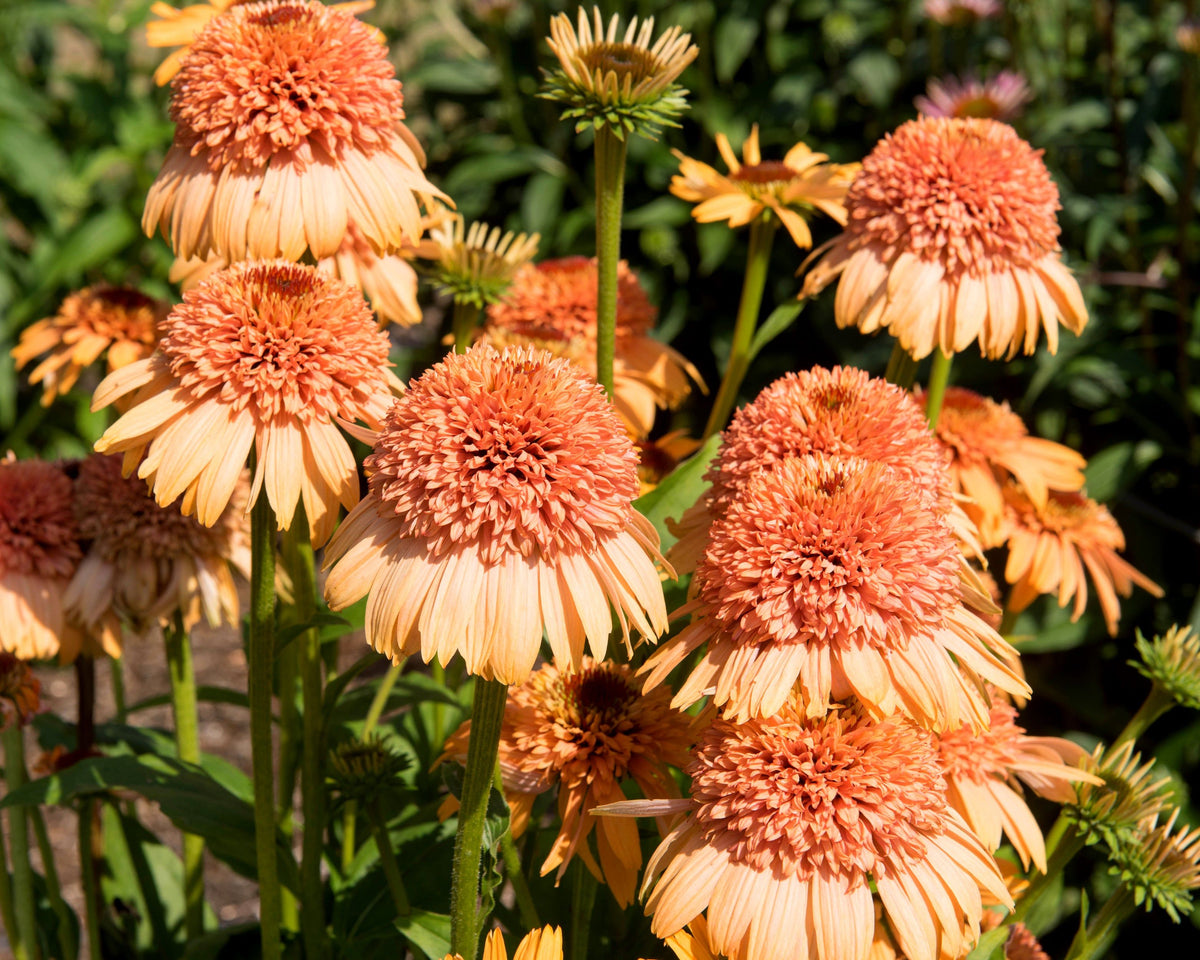 Echinacea 'Supreme Cantaloupe'