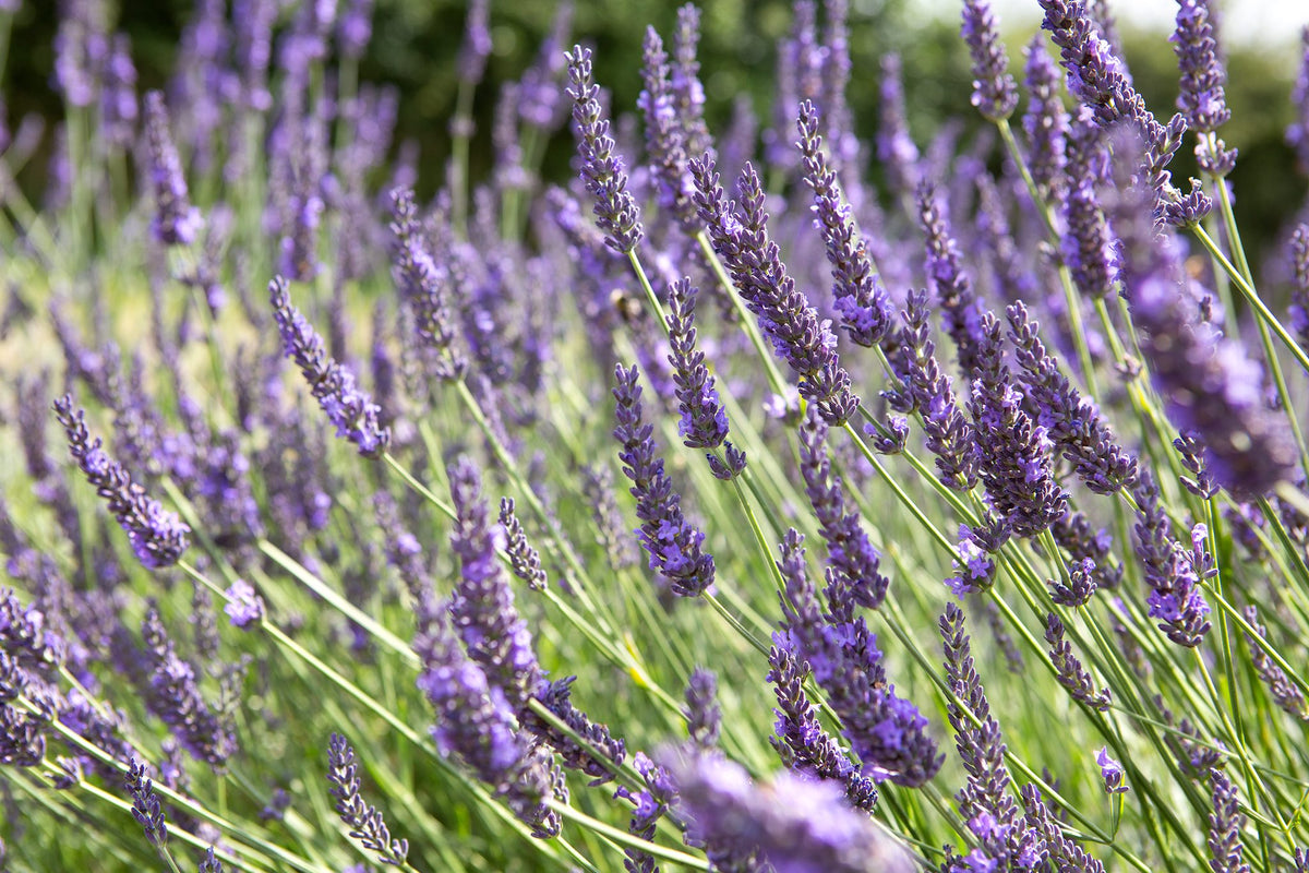 Lavandula 'Grosso' (int.)